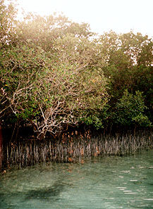 Mangroves close up